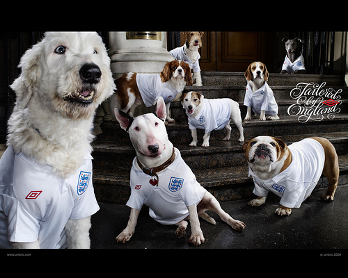 perros_inglaterra perros_inglaterra